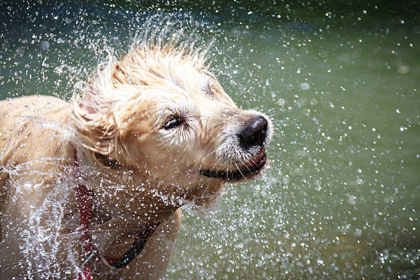 Golden Retriever shaking off water stock photo