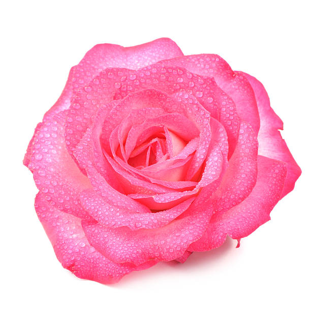 istock Beautiful Pink Rose Flower with Water Drops 495150575