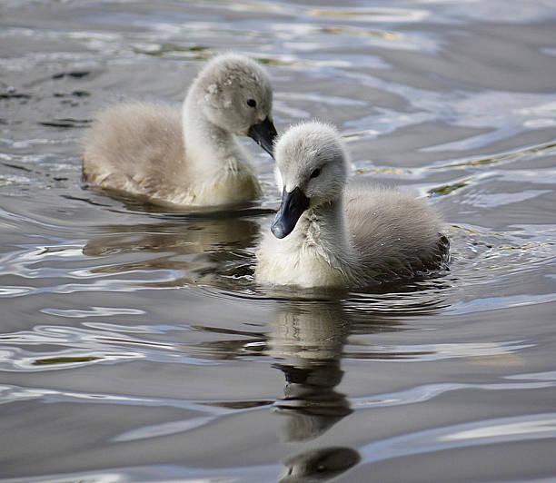 istock close up of two young cygnets 495150627