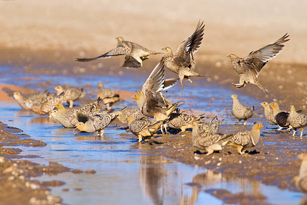 namaqua sandgrouse 飲料水 - action alertness animal bird ストックフォトと画像
