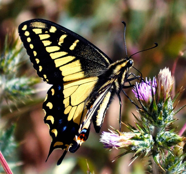 istock Anise Swallowtail Butterfly 1 495150687