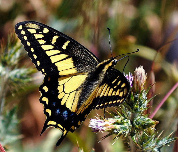 istock Anise Swallowtail Butterfly 2 495150689
