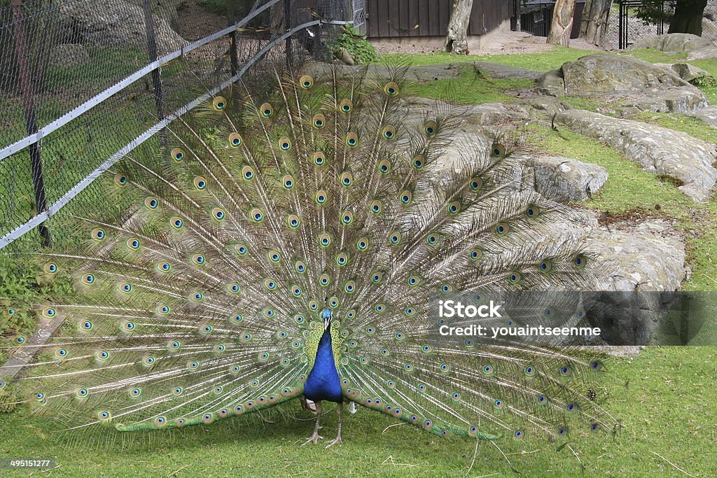 Pavone con le sue Plumage - Foto stock royalty-free di Accoppiamento animale