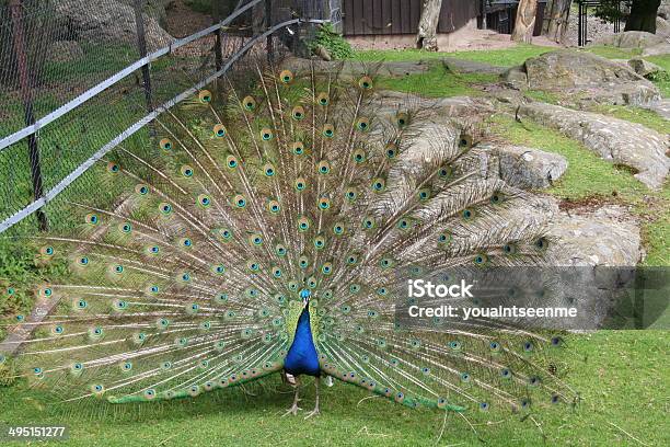 Paw Wyświetlanie Jego Plumage - zdjęcia stockowe i więcej obrazów Fotografika - Fotografika, Gody zwierząt, Grzebień