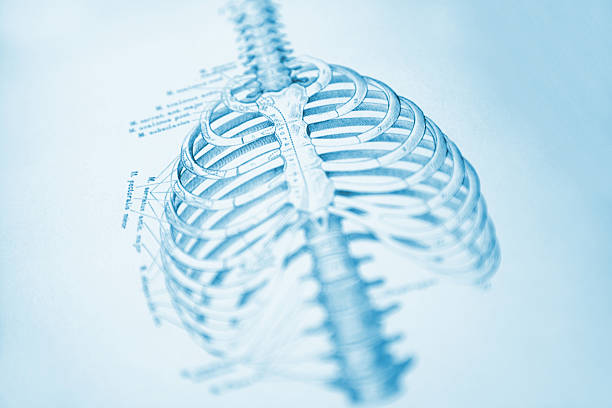 휴머니즘 흉부 - false rib stock illustrations