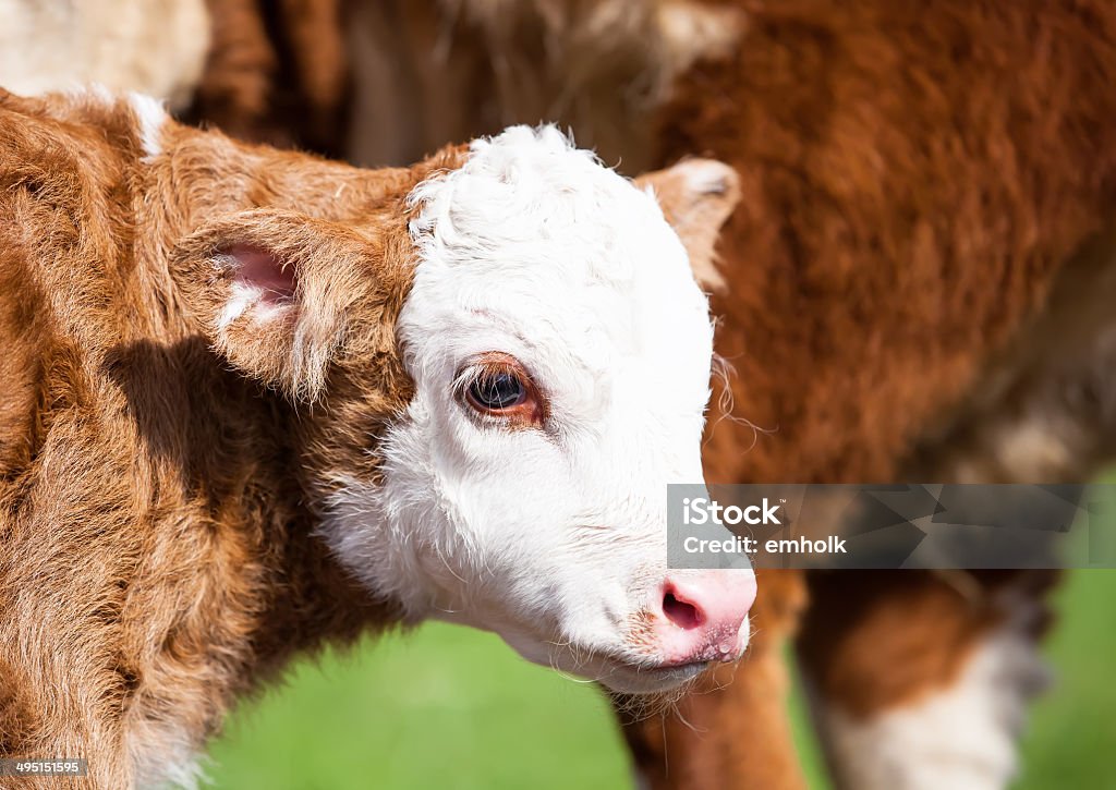 Veau de Hereford - Photo de Veau - Jeune animal libre de droits