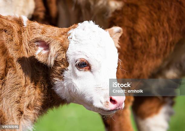 Cucciolo Di Hereford - Fotografie stock e altre immagini di Vitello - Vitello, Agricoltura, Ambientazione esterna