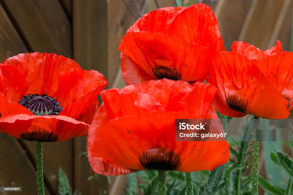 Türkischer Mohn - Photo de Capitule libre de droits