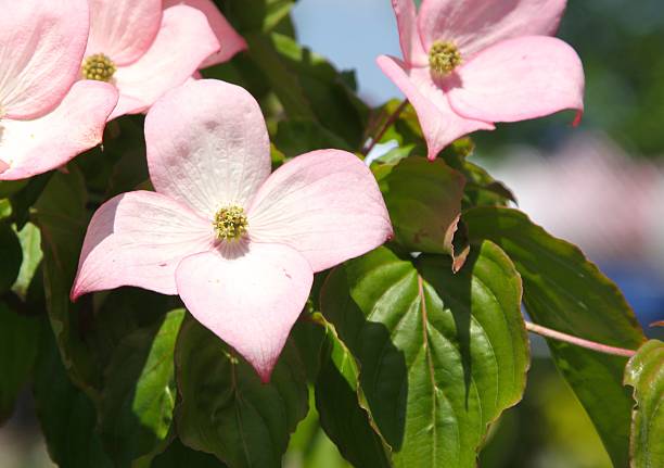 istock Pink Dogwood 495151823