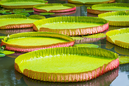 Giant Water Lily (Victoria Amazonica) Detail in Mauritius.