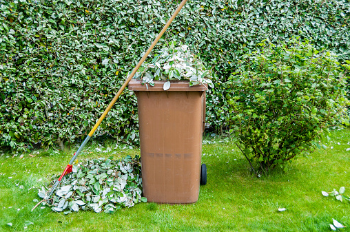 Yard clean-up. Leaves in pile and container.