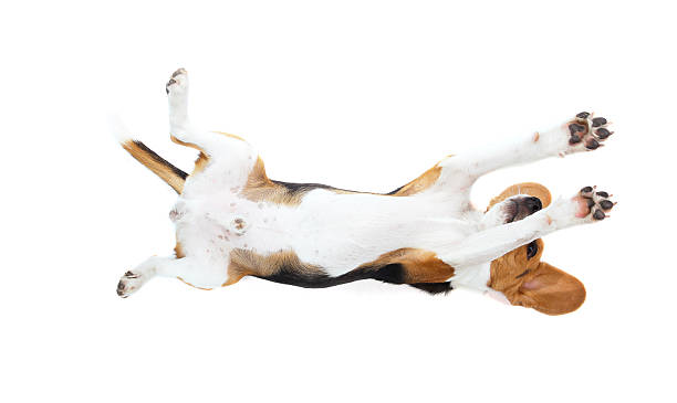 istock beagle dog isolated on white background 495169636