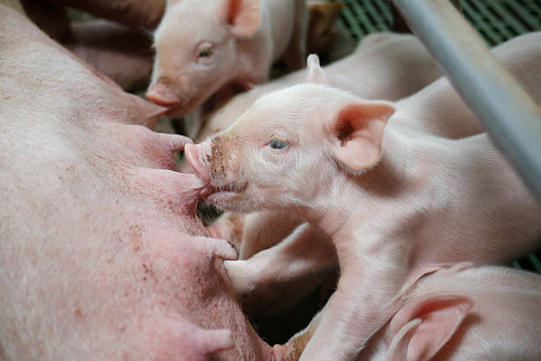 istock Little piglets suckling their mother 495169690