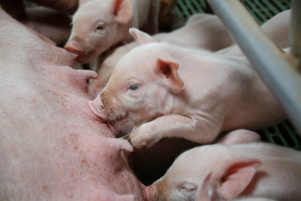 istock Little piglets suckling their mother 495170190