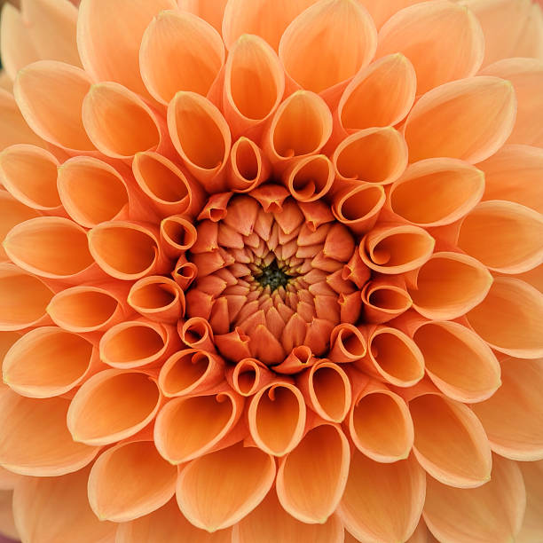 Orange dahlia macro Orange dahlia petals macro, floral abstract background. Shallow DOF, square composition. dahlia stock pictures, royalty-free photos & images