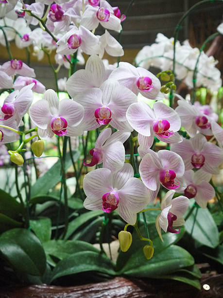 istock Phalaenopsis Amabilis White and Pink 495175538
