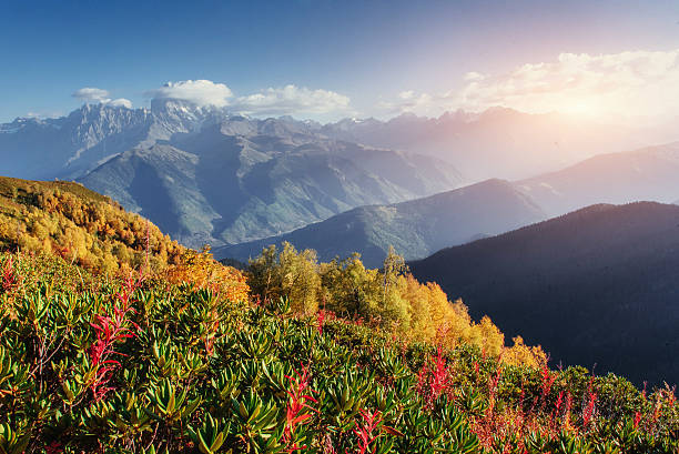 istock Blooming rhododendron flowers in Caucasus mountains. Upper Svane 495175670