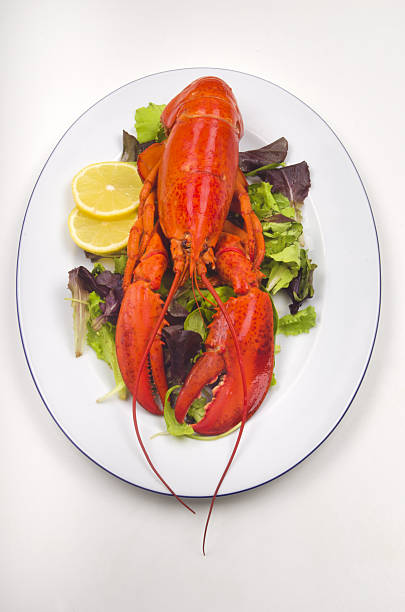 Salada de lagosta com uma fatia de limão em um prato - foto de acervo