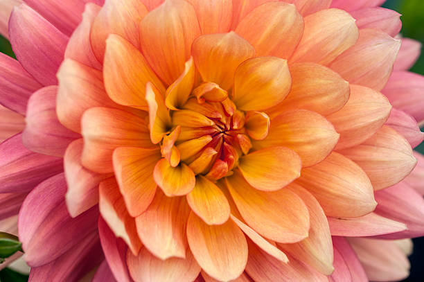 istock Colorful dahlia macro 495176498