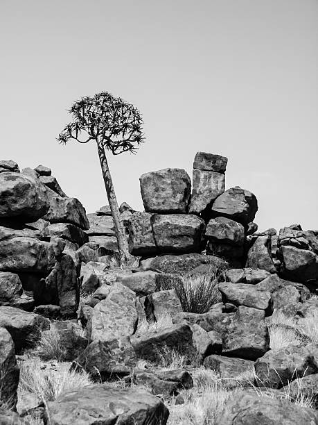 istock Quiver tree in namibian Giant's Playground 495176948