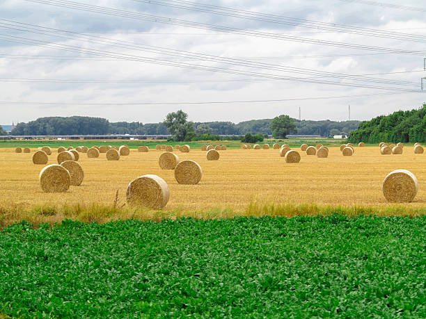 istock wheat field with hay rolles near speyer germany 495177156