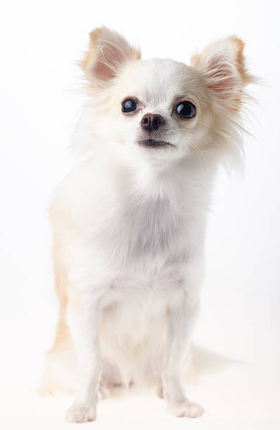 istock Chihuahua Long Hair 7 495184172