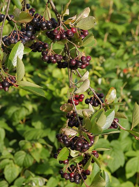 istock aronia berries in a garden 495185856