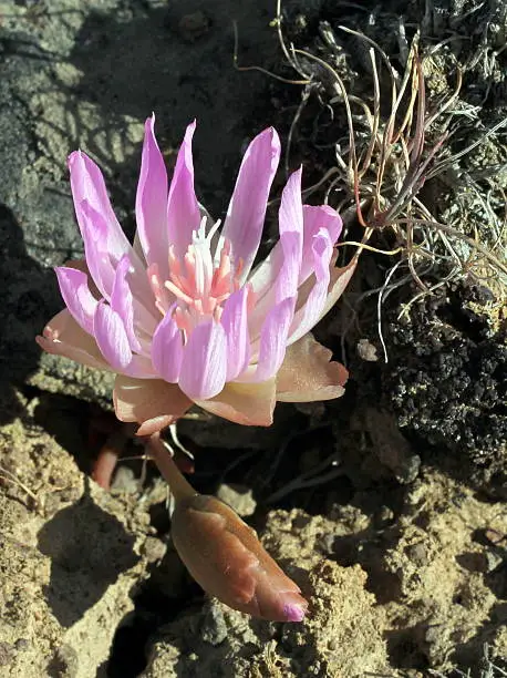 Pacific Northwest desert wildflower - A Bitterroot flower (Lewisia rediviva) in Eastern Washington