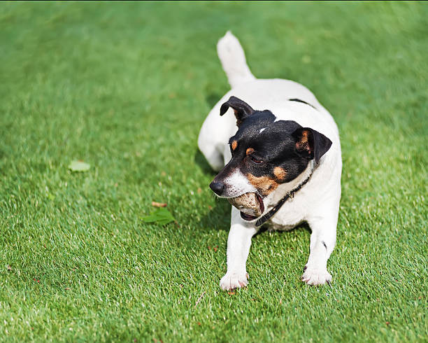 istock Jack Russell Terrier dog on nature background. 495186243
