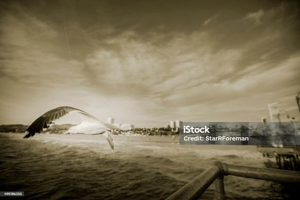 Mouette de vol à la jetée de Santa Monica - Photo de Appareil photo Holga libre de droits