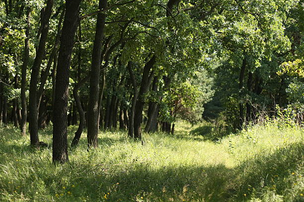 istock beautiful green forest in summer. Footpath in summer green forest 495186399