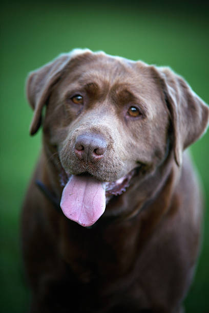 istock Portrait of a Labrador dog. 495186673