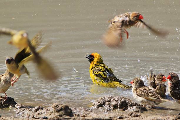 Yellow Black Masked Weaver Bath - Wild Birds A Yellow Black Masked Weaver and Red billed Quelea take a summer's bath, as photographed in the wilds of Africa. red billed quelea stock pictures, royalty-free photos & images
