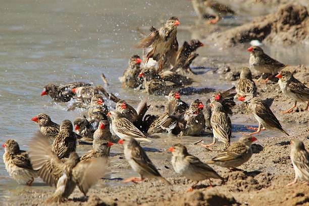 Red Billed Quelea Bath - Wild Bird Action A flock of Red-billed Quelea bath and swim so as to cool down during the hot African summer. flock of birds red billed weaver bird weaverbird africa stock pictures, royalty-free photos & images