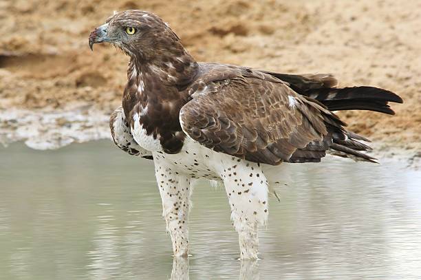 istock Martial Eagle - Wild Bird Background from Africa 495186827