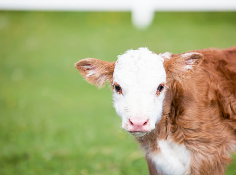 Close-up of a Hereford calf in the pasture.