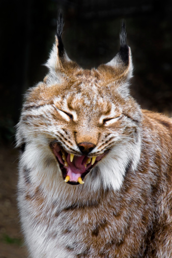 Yawning Lynx