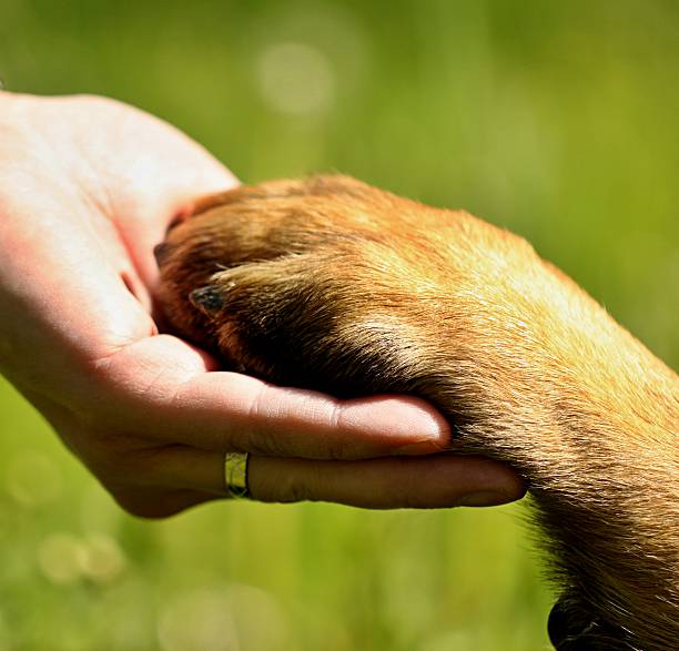 istock Dog´s paw and man´s hand 495187535