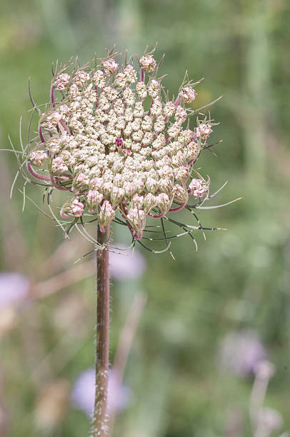 istock wildflower series 06 495188091