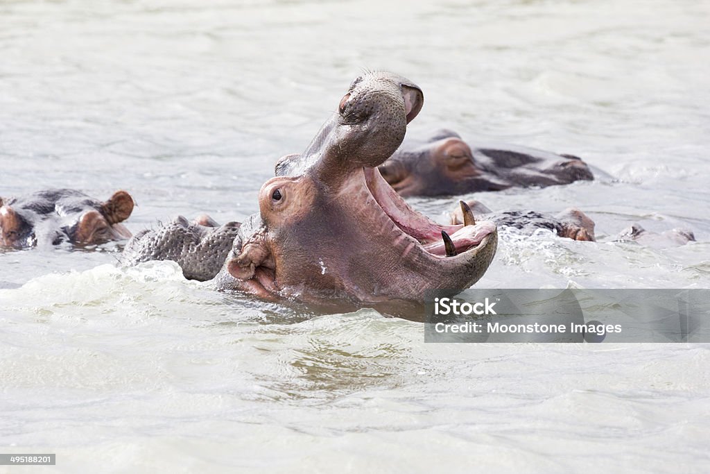 Hippopotamus in St Lucia Estuary, South Africa A hippo yawns in the estuary in St Lucia Park Africa Stock Photo