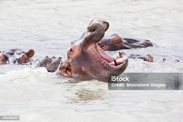 Hippopotamus In St Lucia Estuary South Africa Stock Photo - Download Image Now - Africa, Animal Behavior, Animal Themes