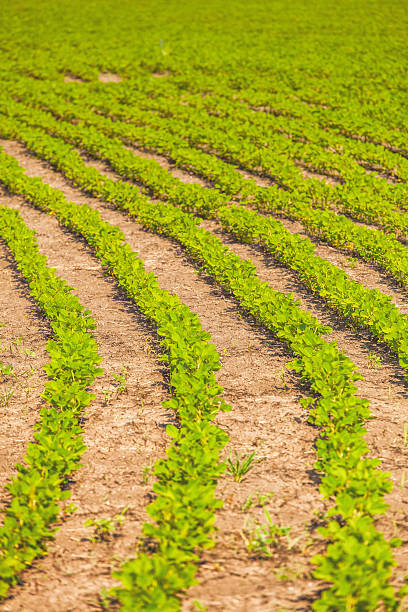 istock Rows of soy plants in a field 495188247