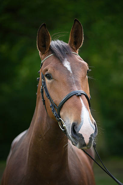 istock Portrait of a horse 495188637