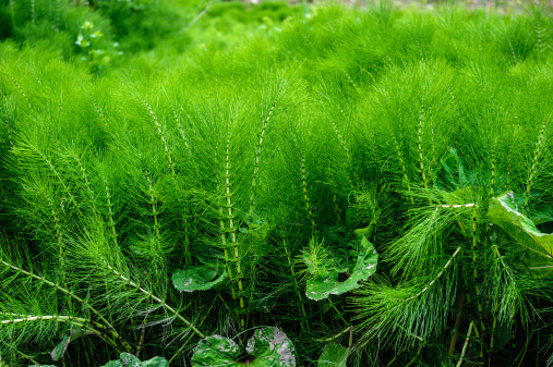 large thicket  of a lush green equisetum
