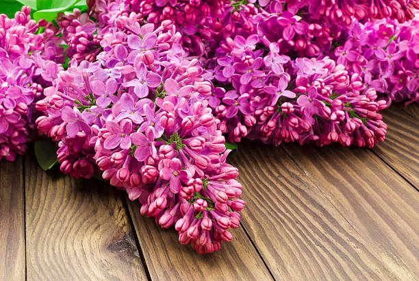 istock Lilac flowers branch with sample text 495190115