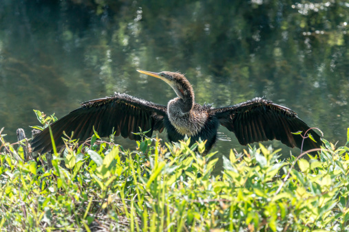 Wings of the Anhinga require to be sun-dried before the bird takes flight.  If faced with an emergency this bird can still fly with wet wings but the flight would not be as graceful.