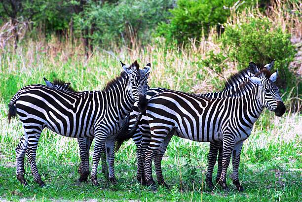 istock Zebras in the Serengeti 495190691
