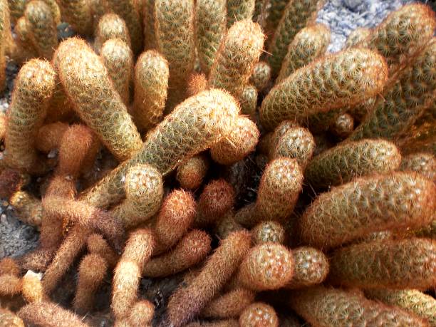 Planting cactus in the desert Small cactus agglomeration on arid terrain due to reduced amount of rain. Reddish coloring comes from the lack of water. Thorns are short and quite together, in starry shape. thorn bush stock pictures, royalty-free photos & images