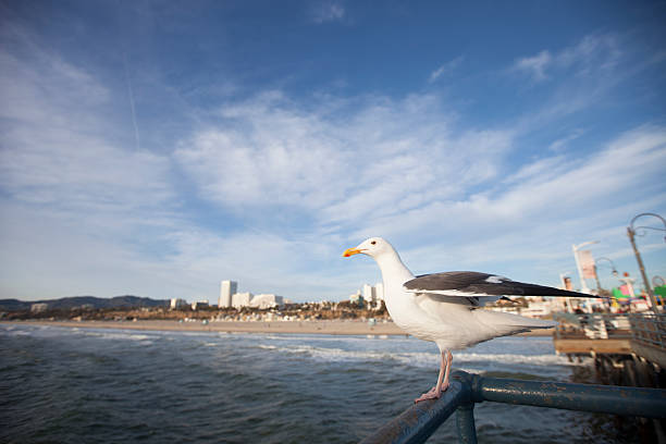 seagull on the 샌타모니카 부두 - santa monica beach beach california wave 뉴스 사진 이미지