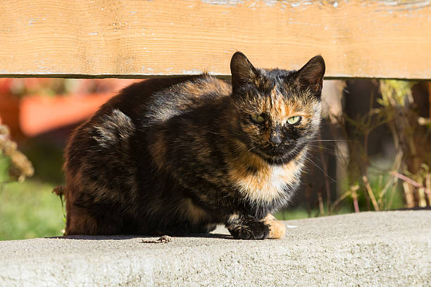 istock Brown spotted cat resting on the fence 495191234
